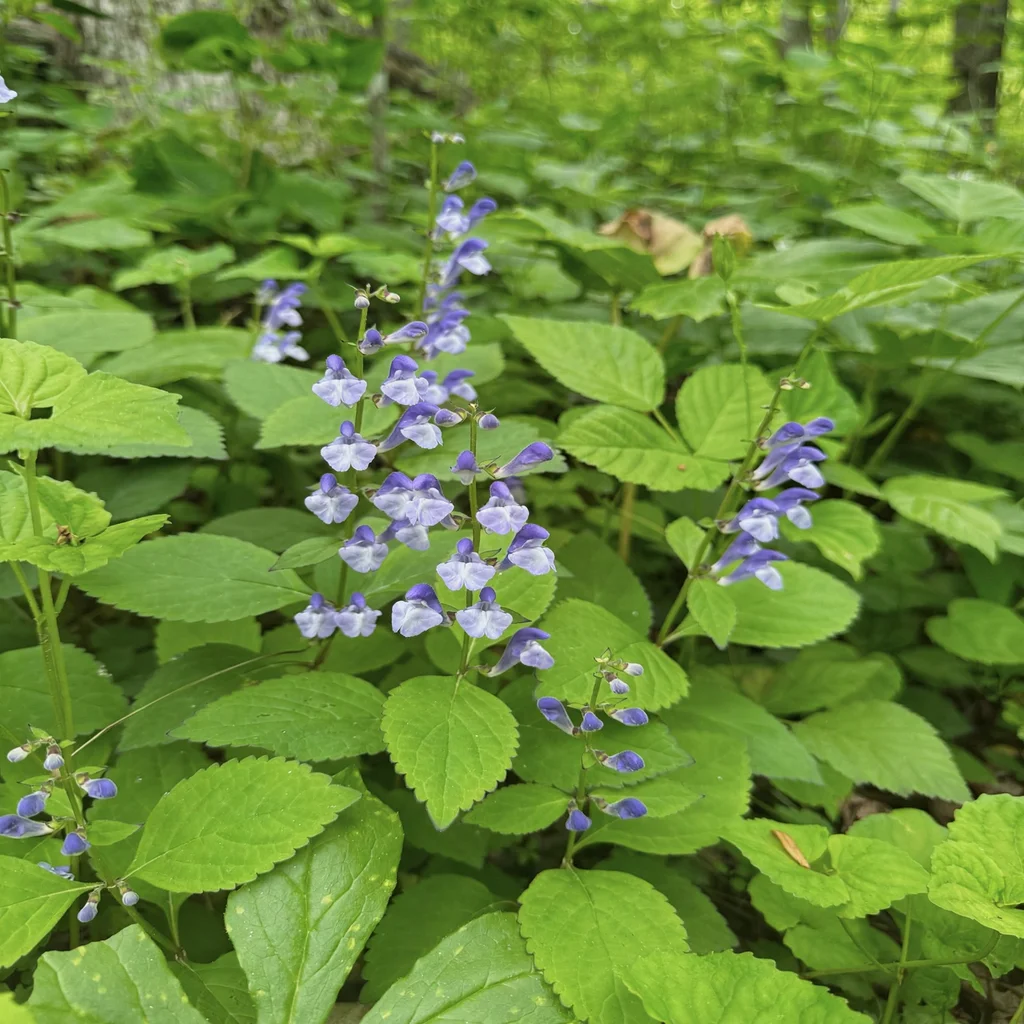 Showy Skullcap