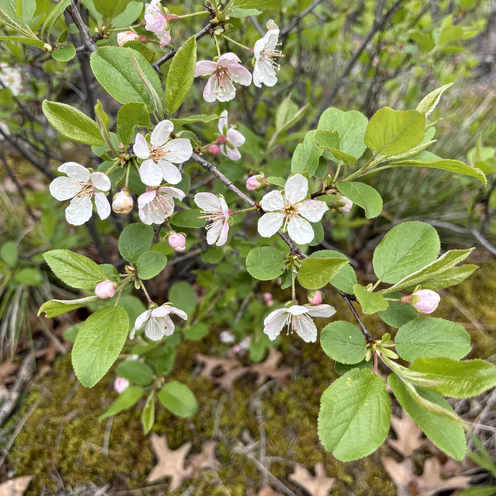 Klamath Plum