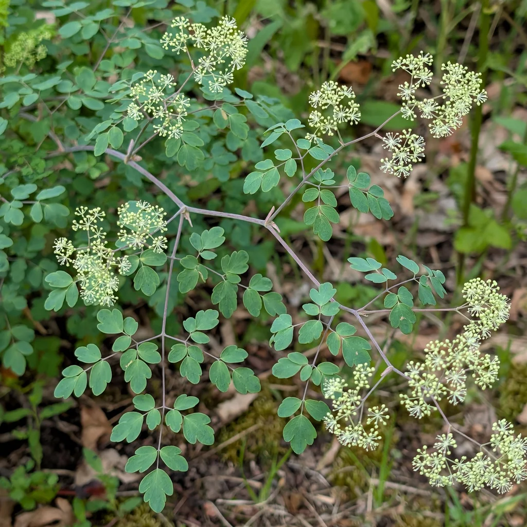 Purple Meadow-Rue