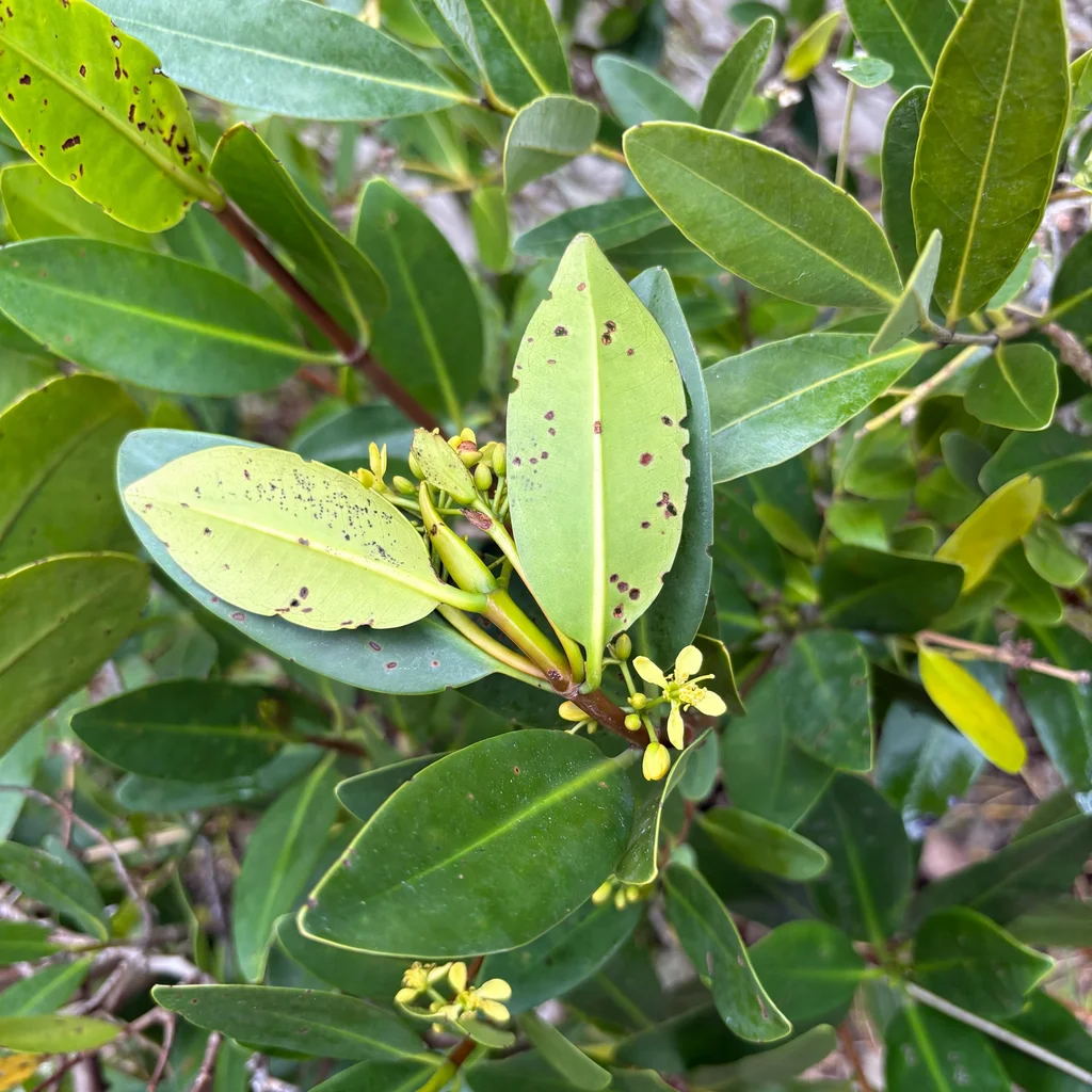 Red Mangrove