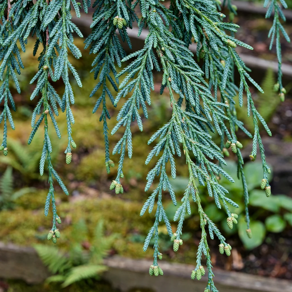 Nootka Cypress