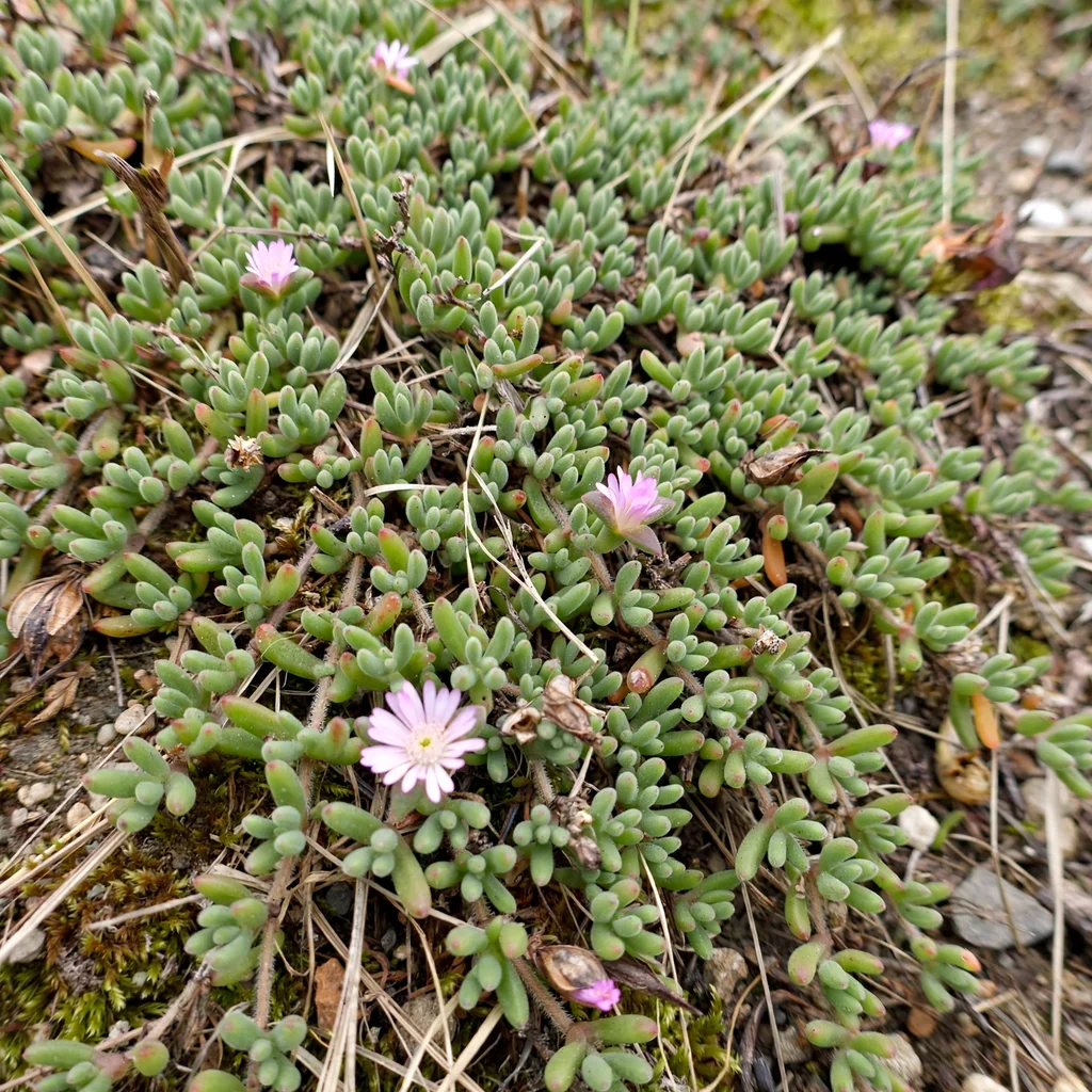 Rosea Ice Plant