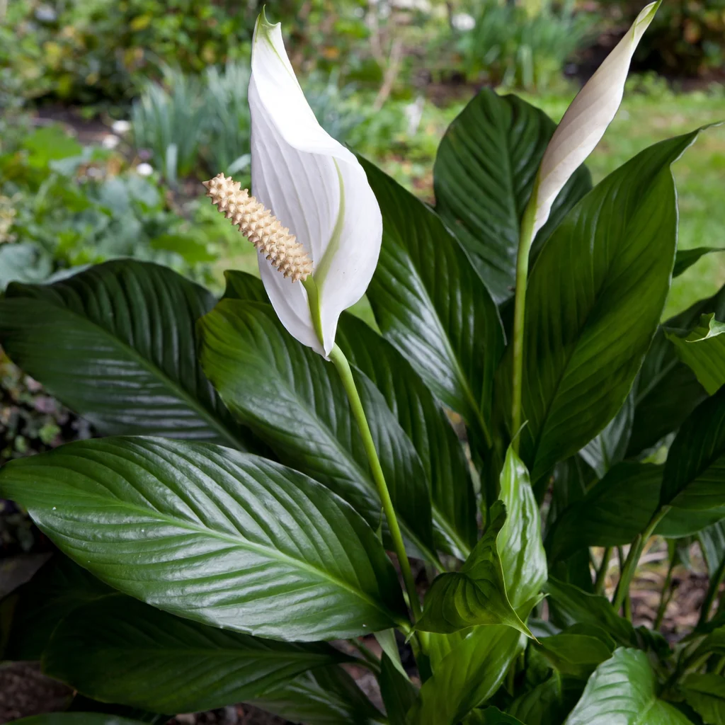 Giant Peace Lily
