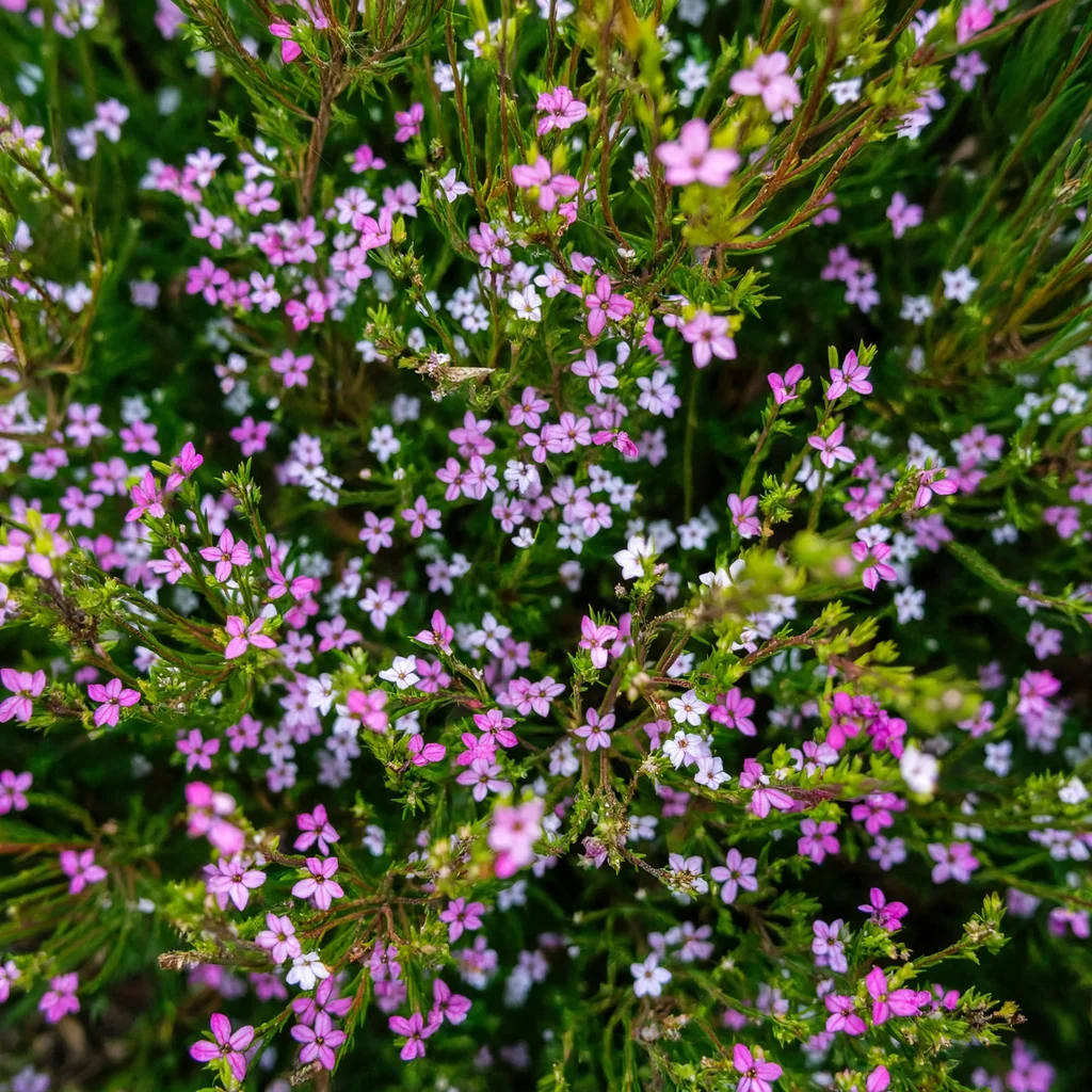 Pink Breath of Heaven