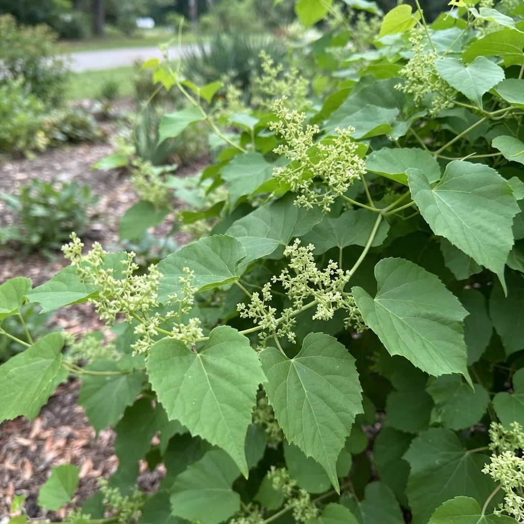 Heartleaf Peppervine