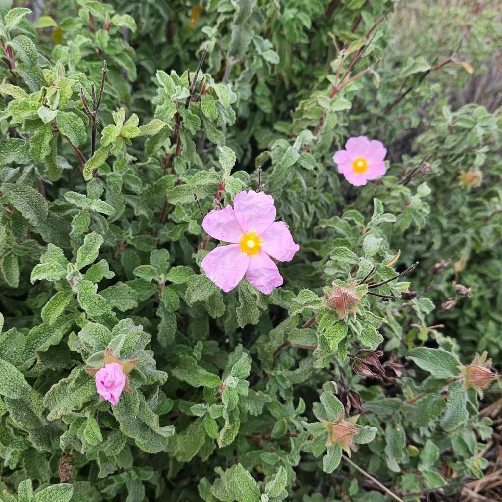 Cretan Rockrose