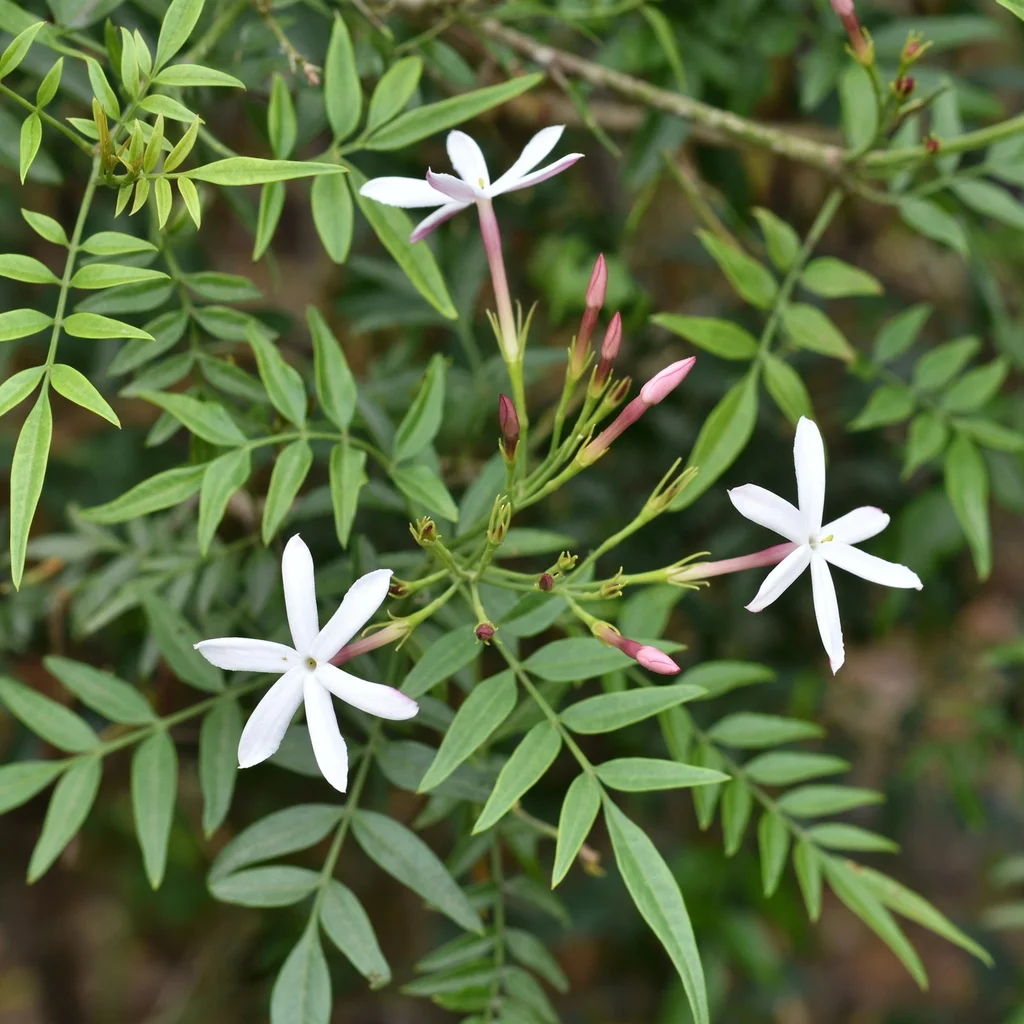 Spanish Jasmine