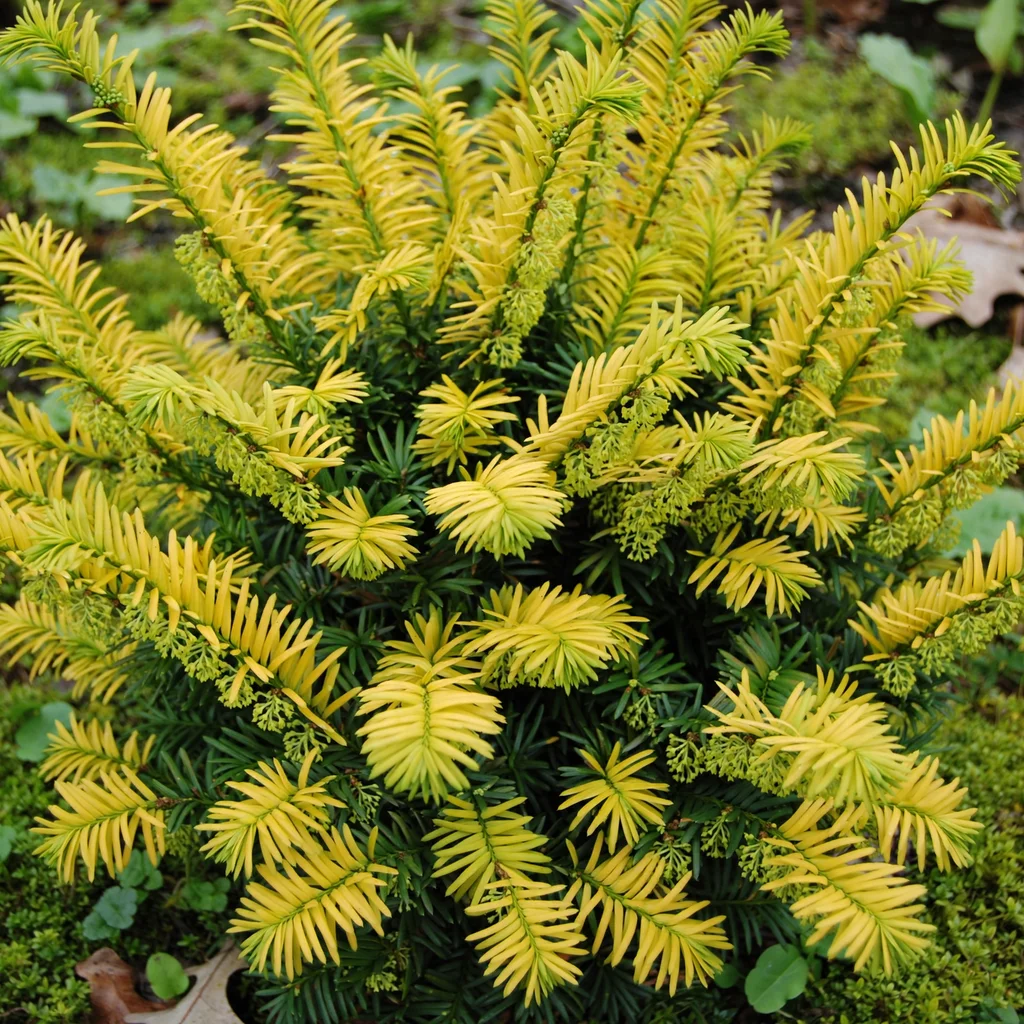 Golden Dragon Japanese Plum Yew