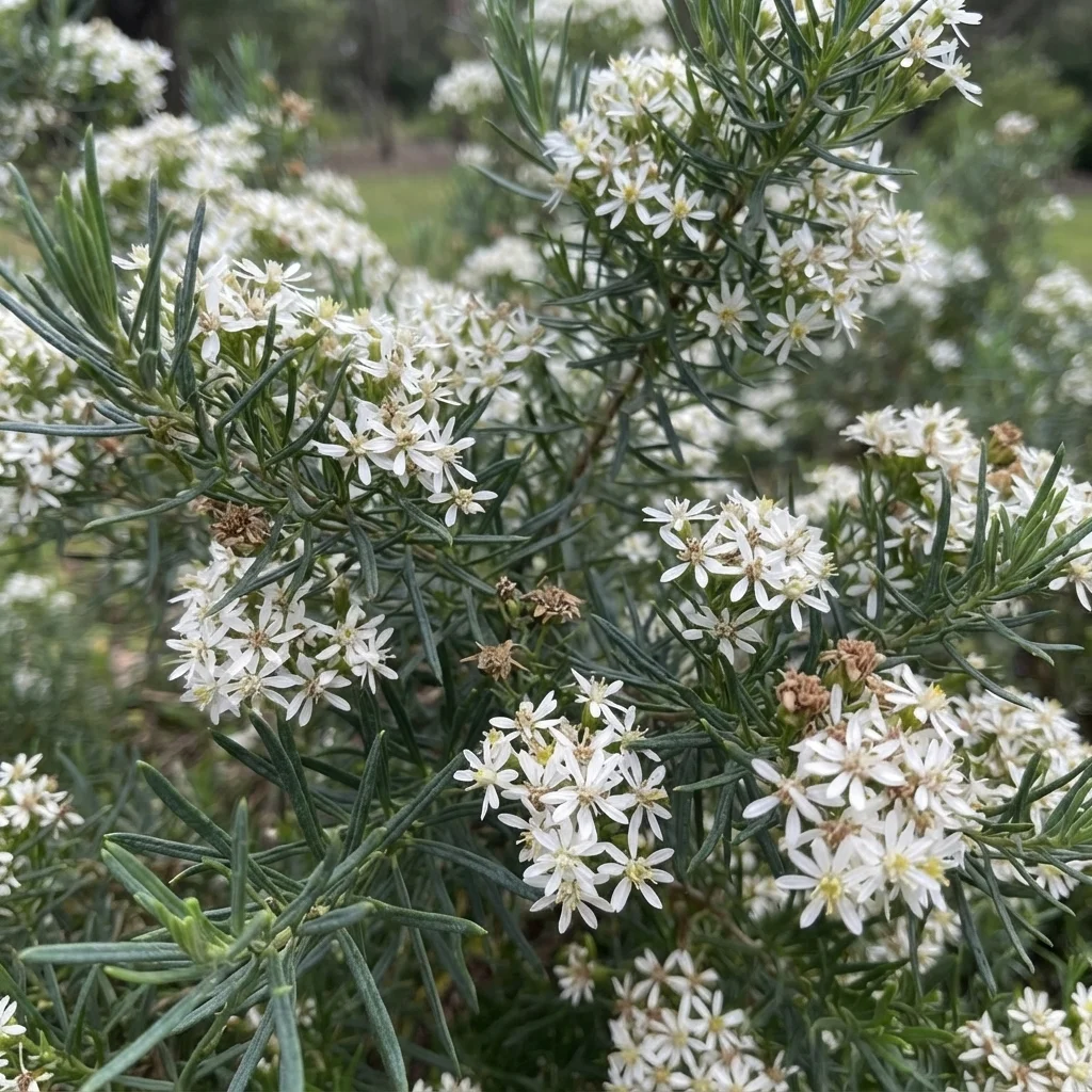 Sticky Daisy-bush