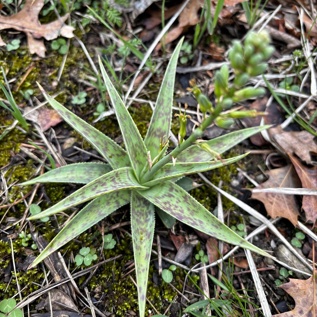 False Aloe