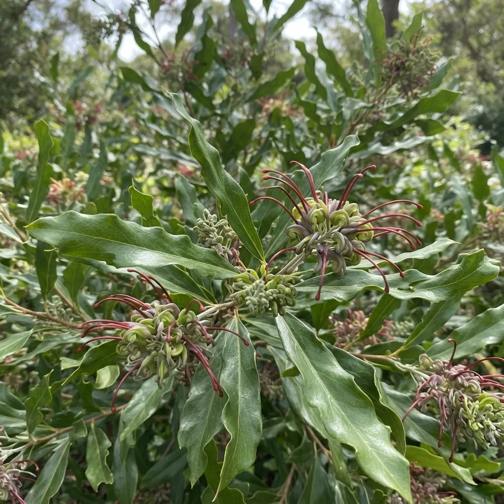 Mullet Creek Grevillea