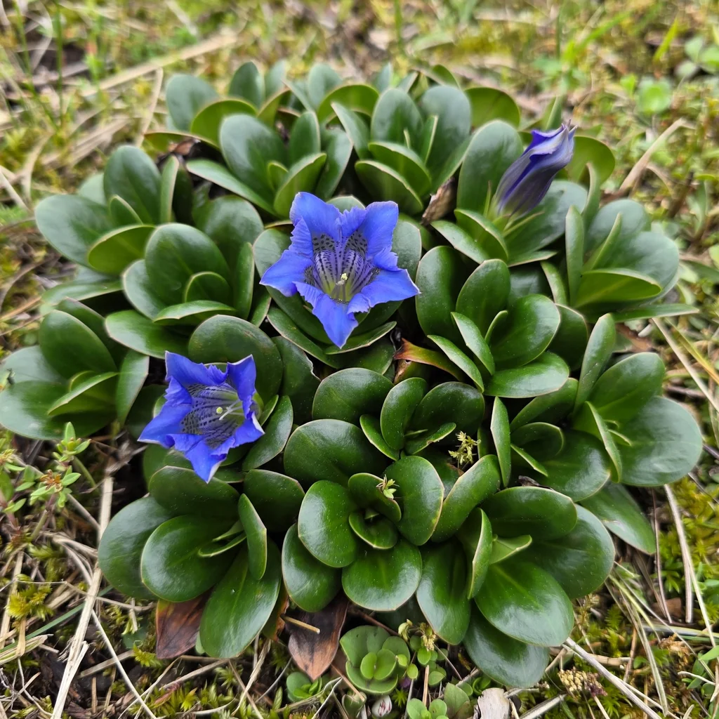 Stemless Gentian