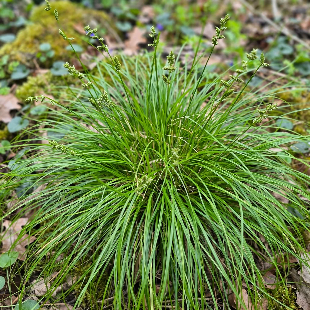 Eastern Star Sedge