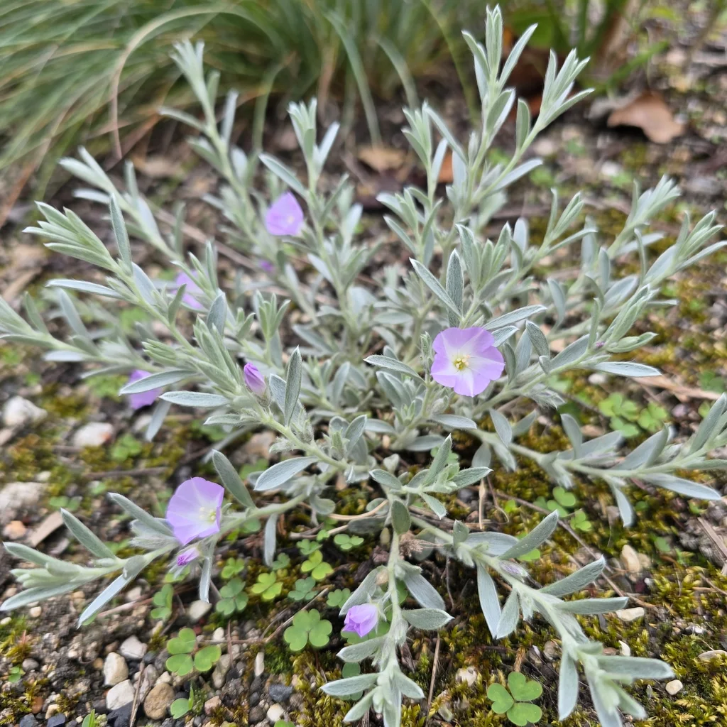 Shaggy Dwarf Morning-Glory