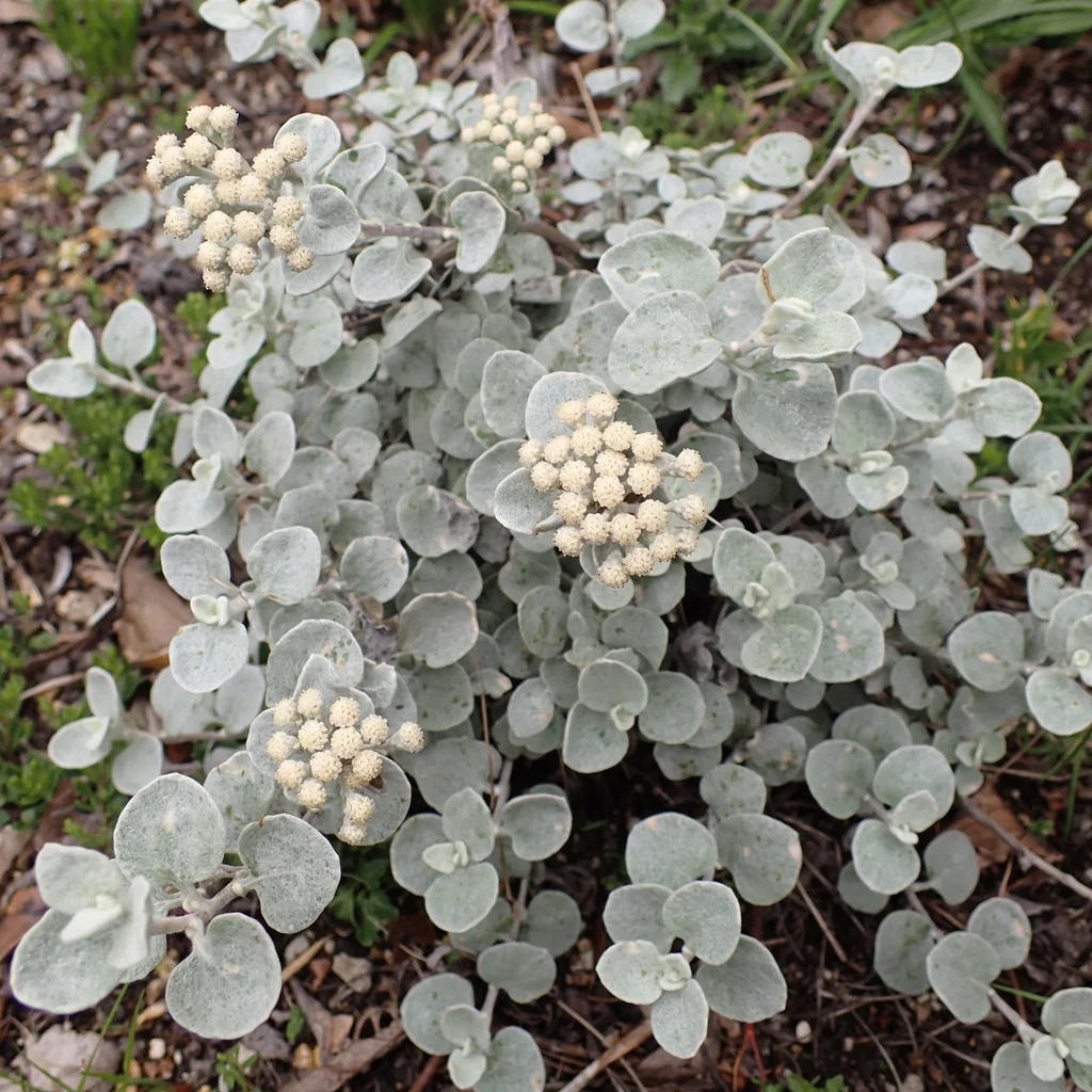 Licorice Plant