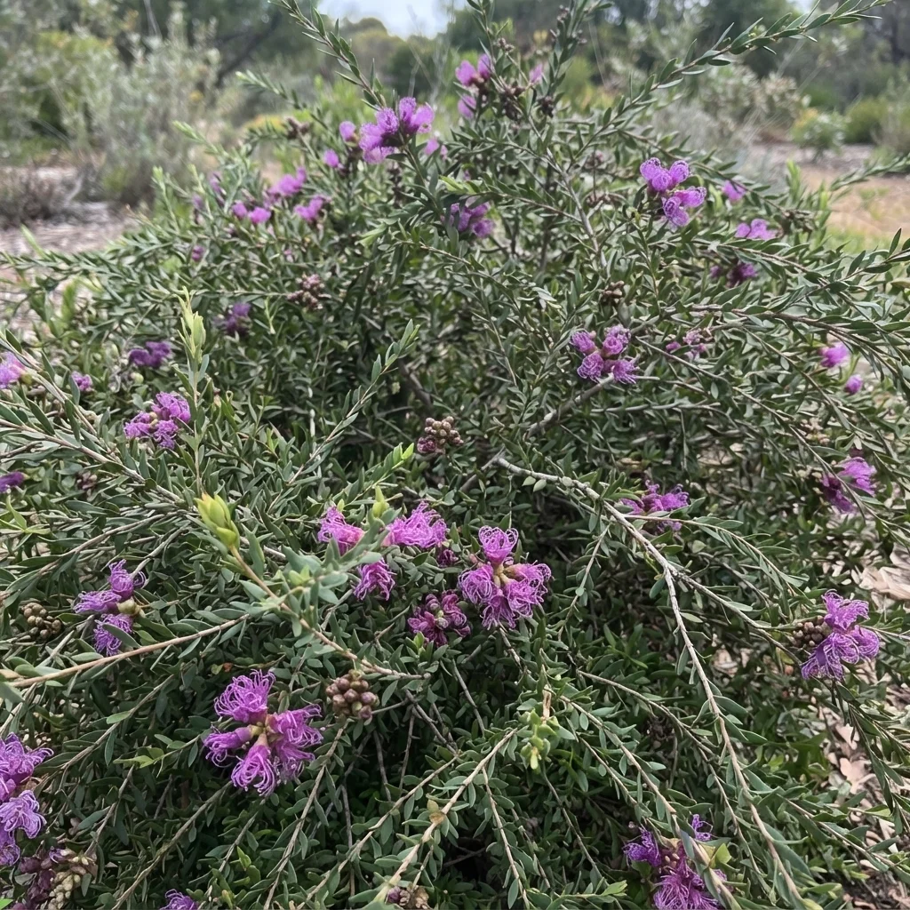 Thyme Honey-myrtle, Thyme-leaf Honey-myrtle, Feather Honey Myrtle
