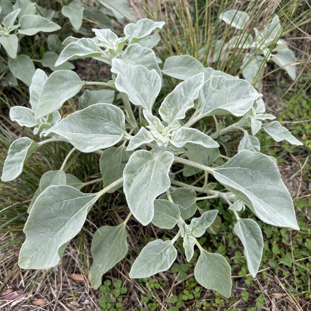 Silverleaf Sunflower