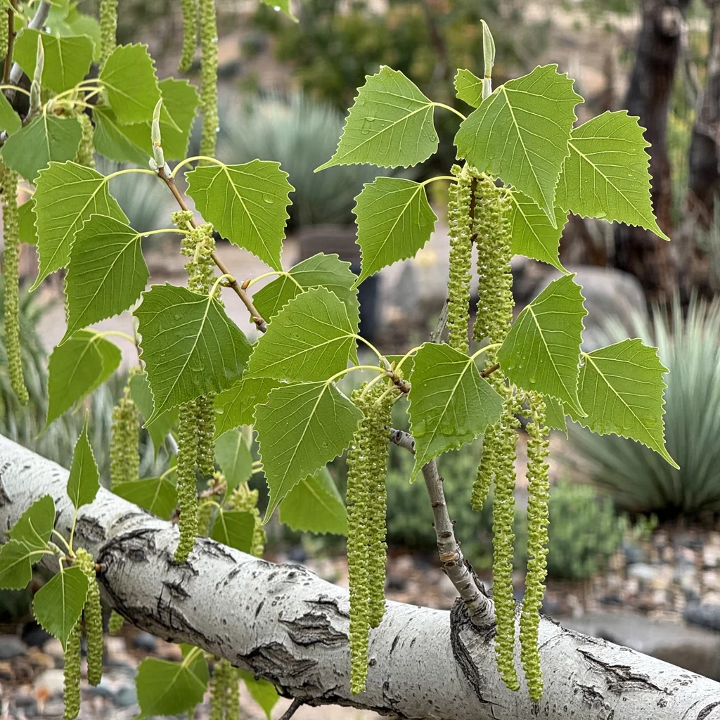 Fremont Cottonwood