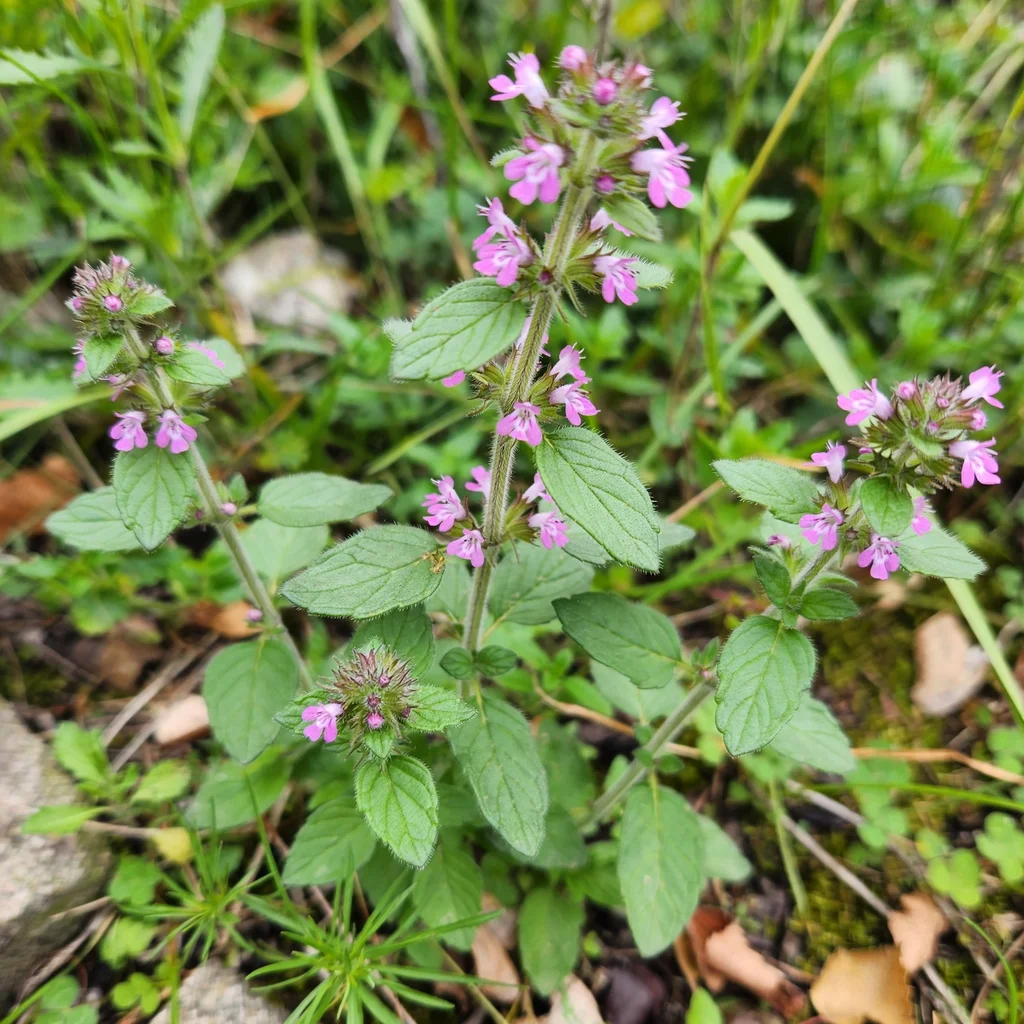 Wild Basil