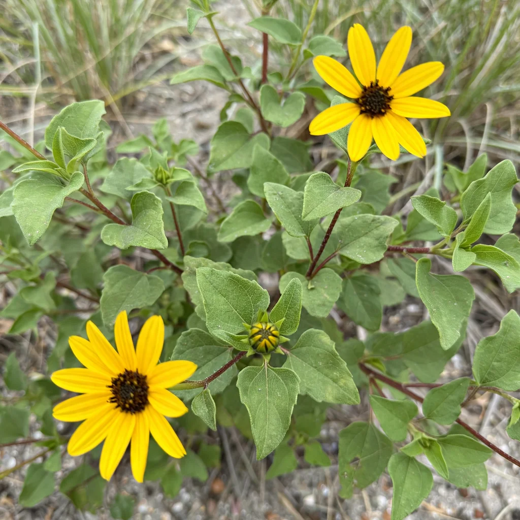 Beach Sunflower