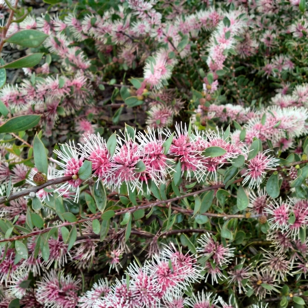 Burrendong Beauty