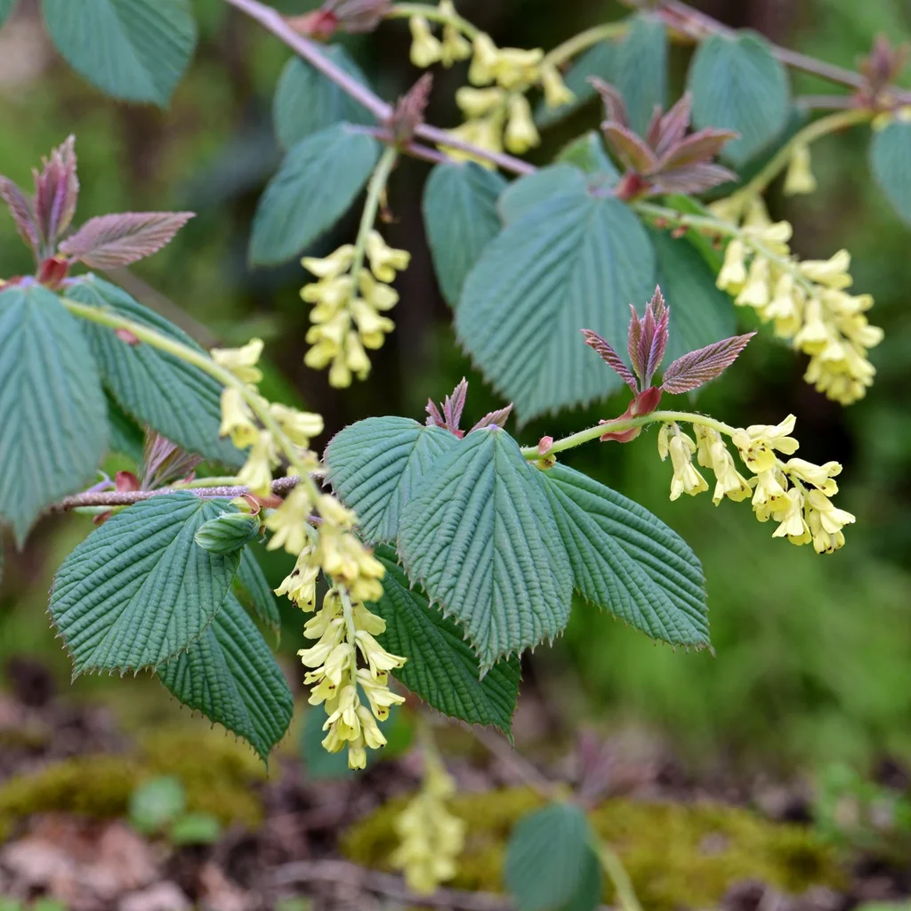 Spike Winterhazel