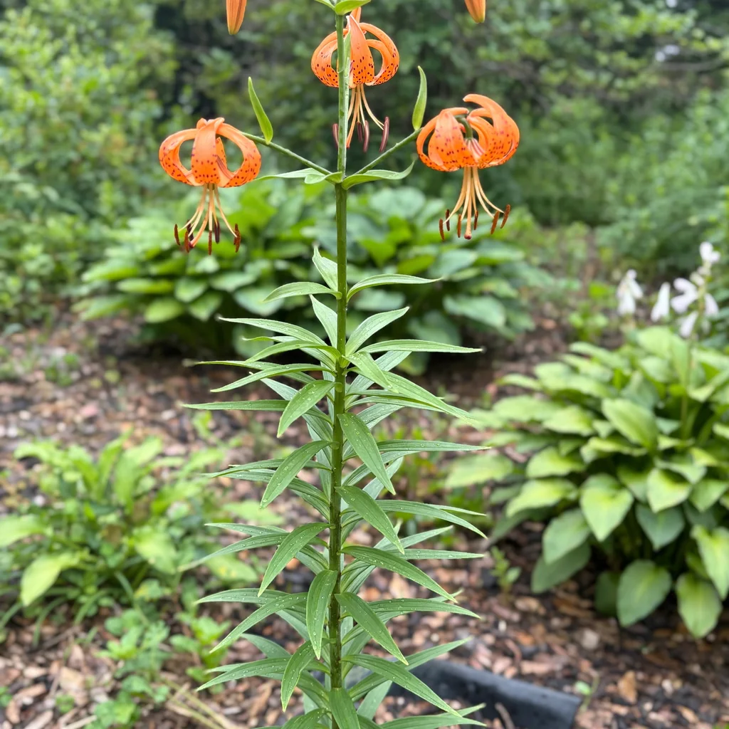 Turk's-cap Lily