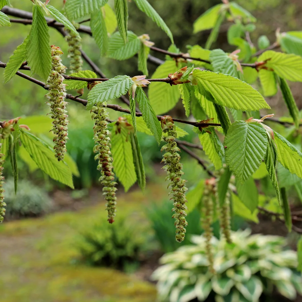 Lucas European Hornbeam