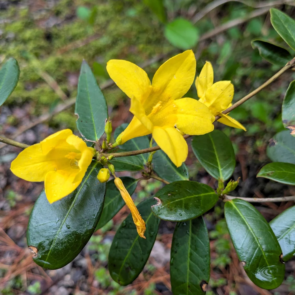 Swamp Jasmine