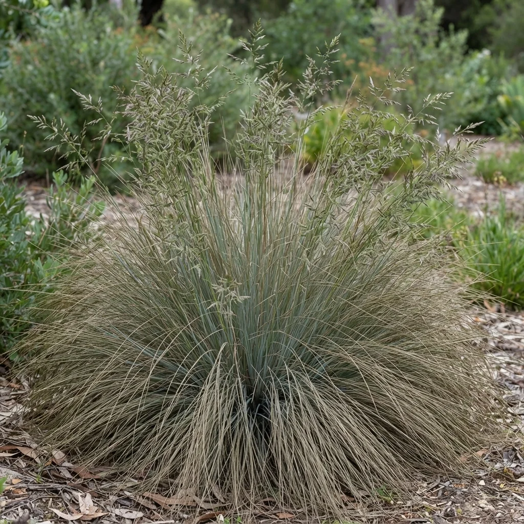 Common Tussock-grass, Tussock Poa, Blue Tussock Grass