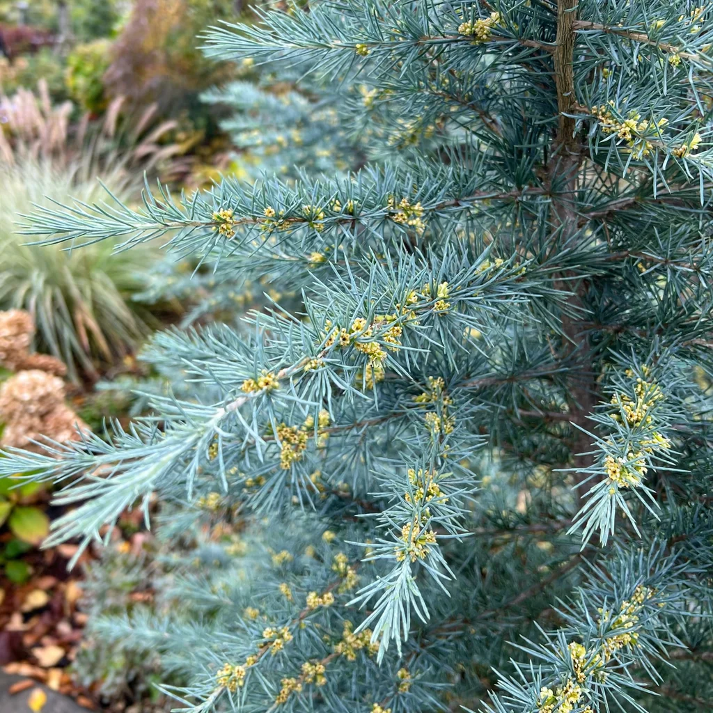 Bill's Blue Deodar Cedar