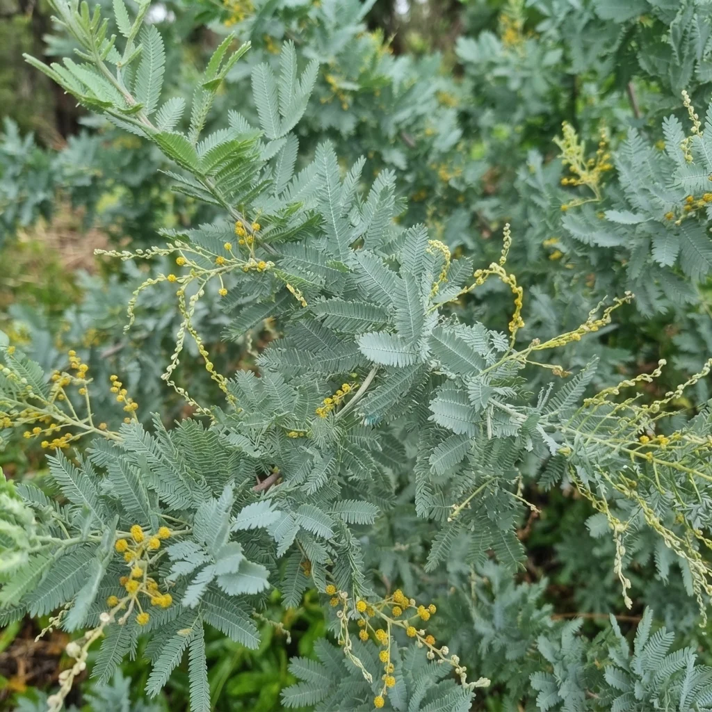 Cootamundra Wattle, Golden Mimosa