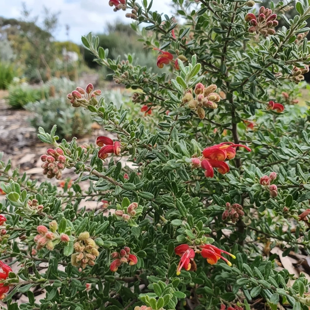 Mountain Grevillea