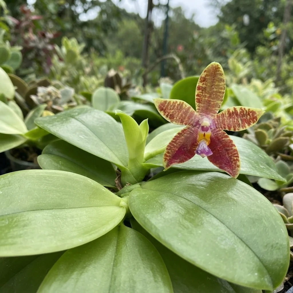 Single-Flowered Phalaenopsis
