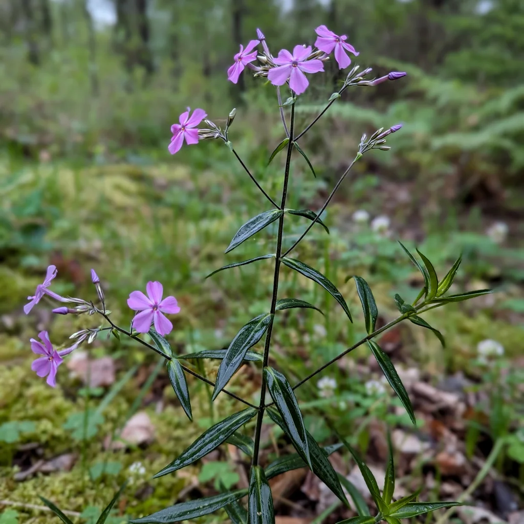 Smooth Phlox
