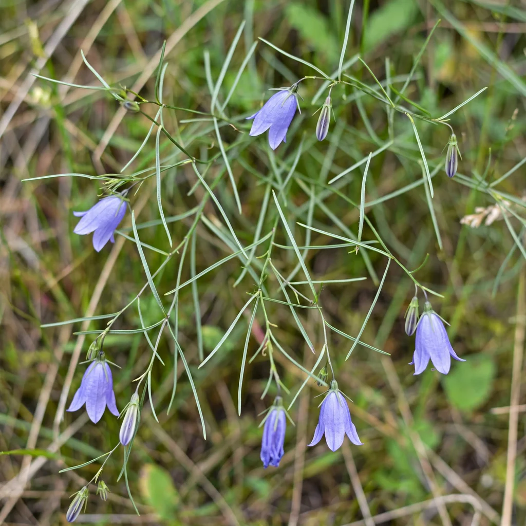 Harebell