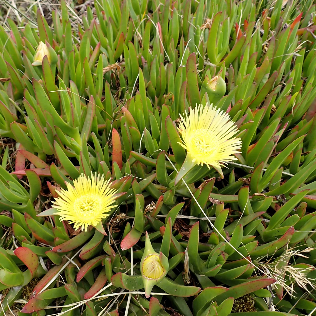 Hottentot Fig