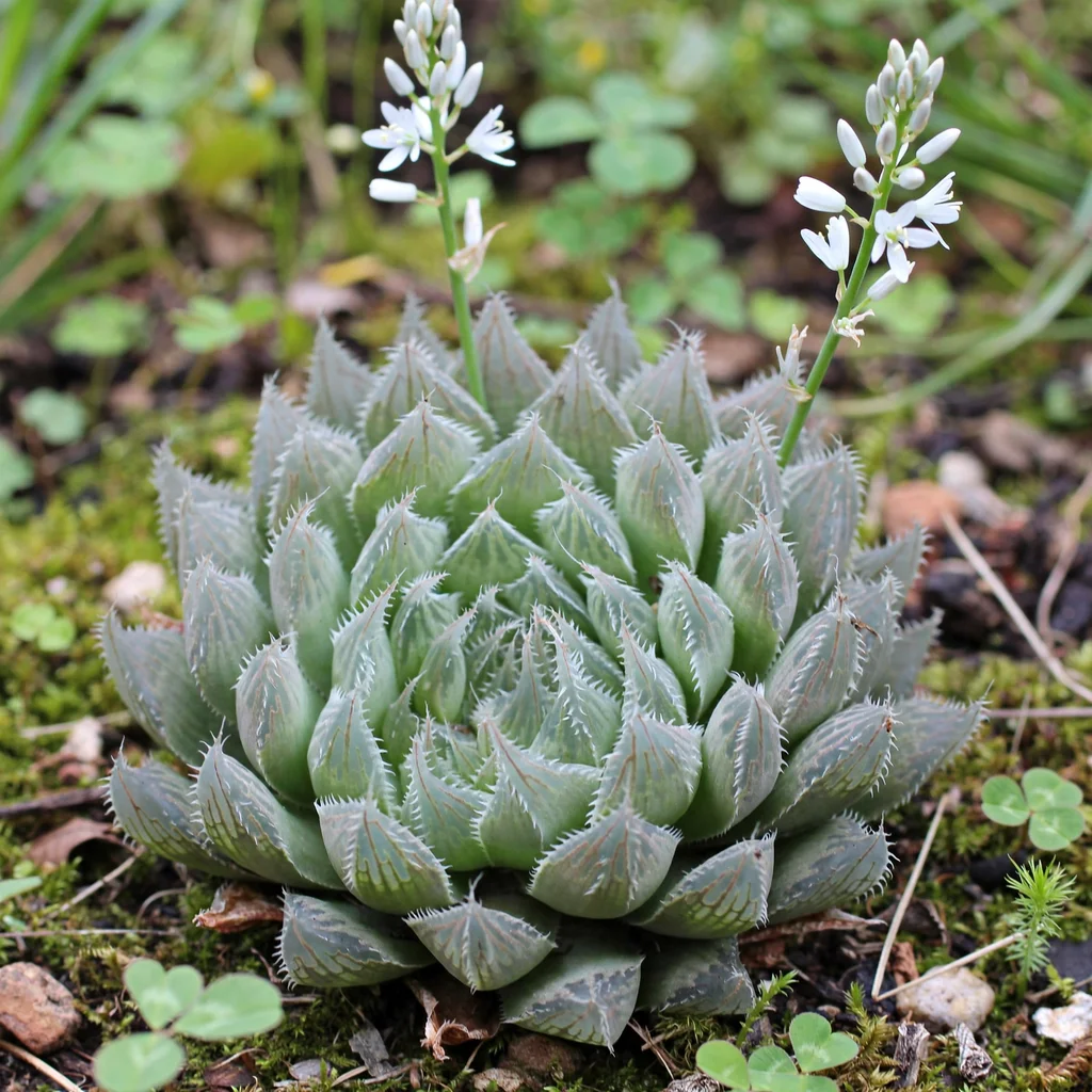 Cooper's Haworthia