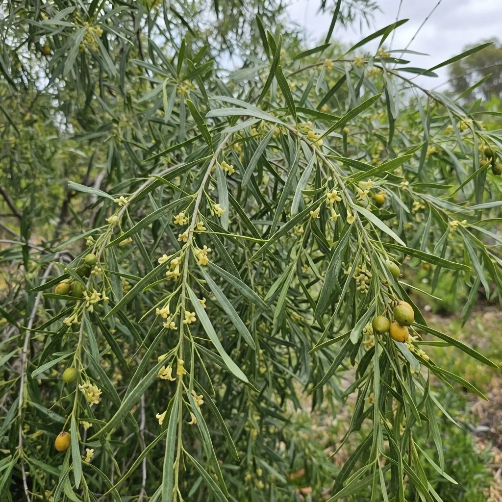 Weeping Pittosporum
