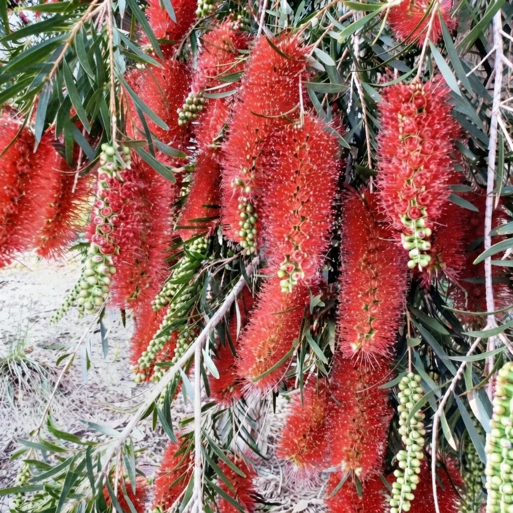 Kings Park Special Bottlebrush