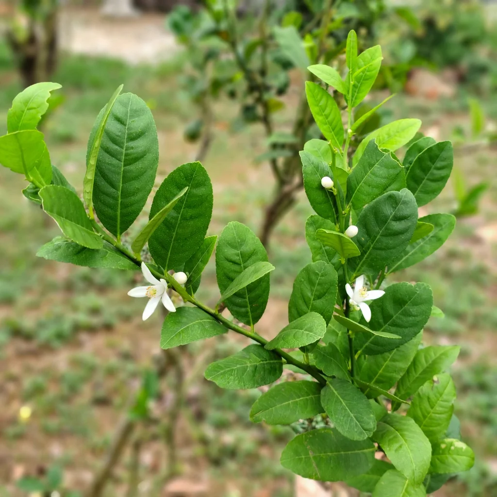 Mandarin