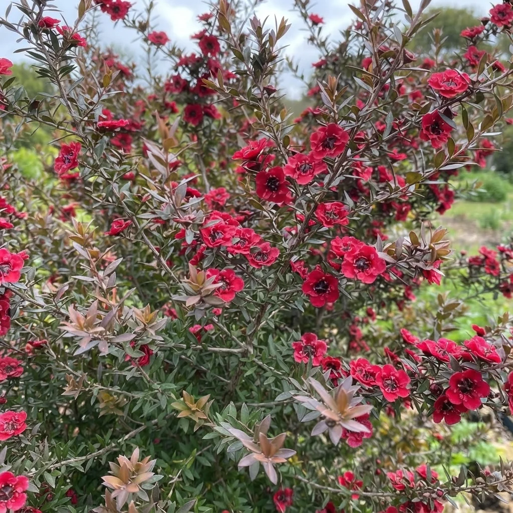 New Zealand Tea Tree, Ruby Glow Manuka, Tea Tree