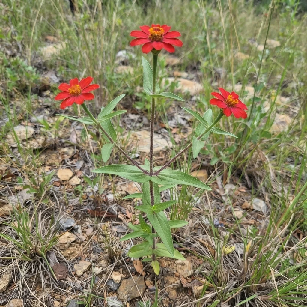 Peruvian Zinnia