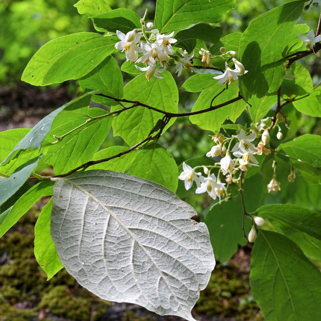Bigleaf Snowbell