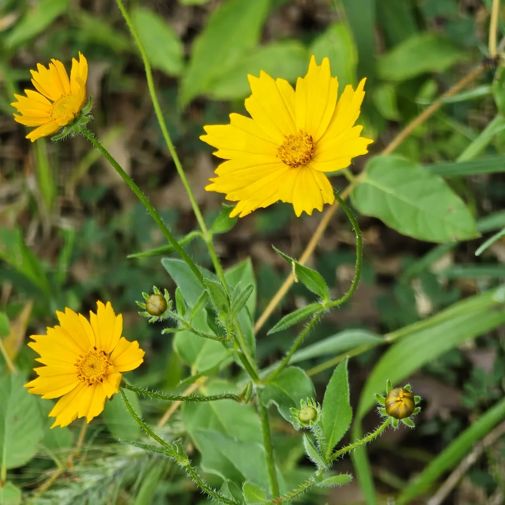 Star Tickseed