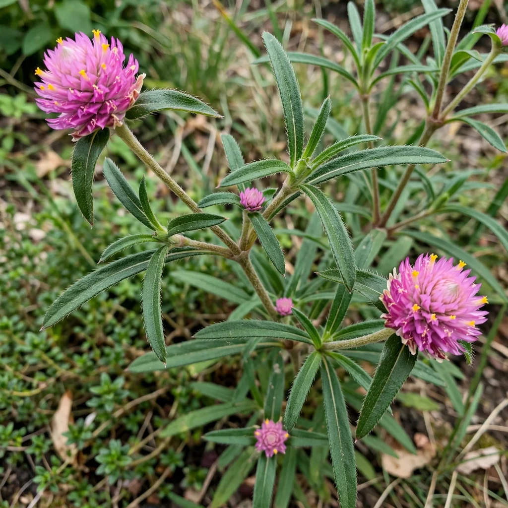 Pink Globe Amaranth