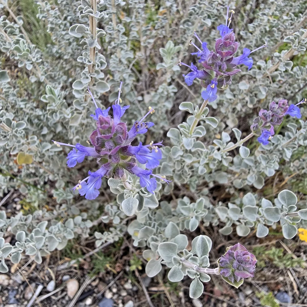 Purple Sage
