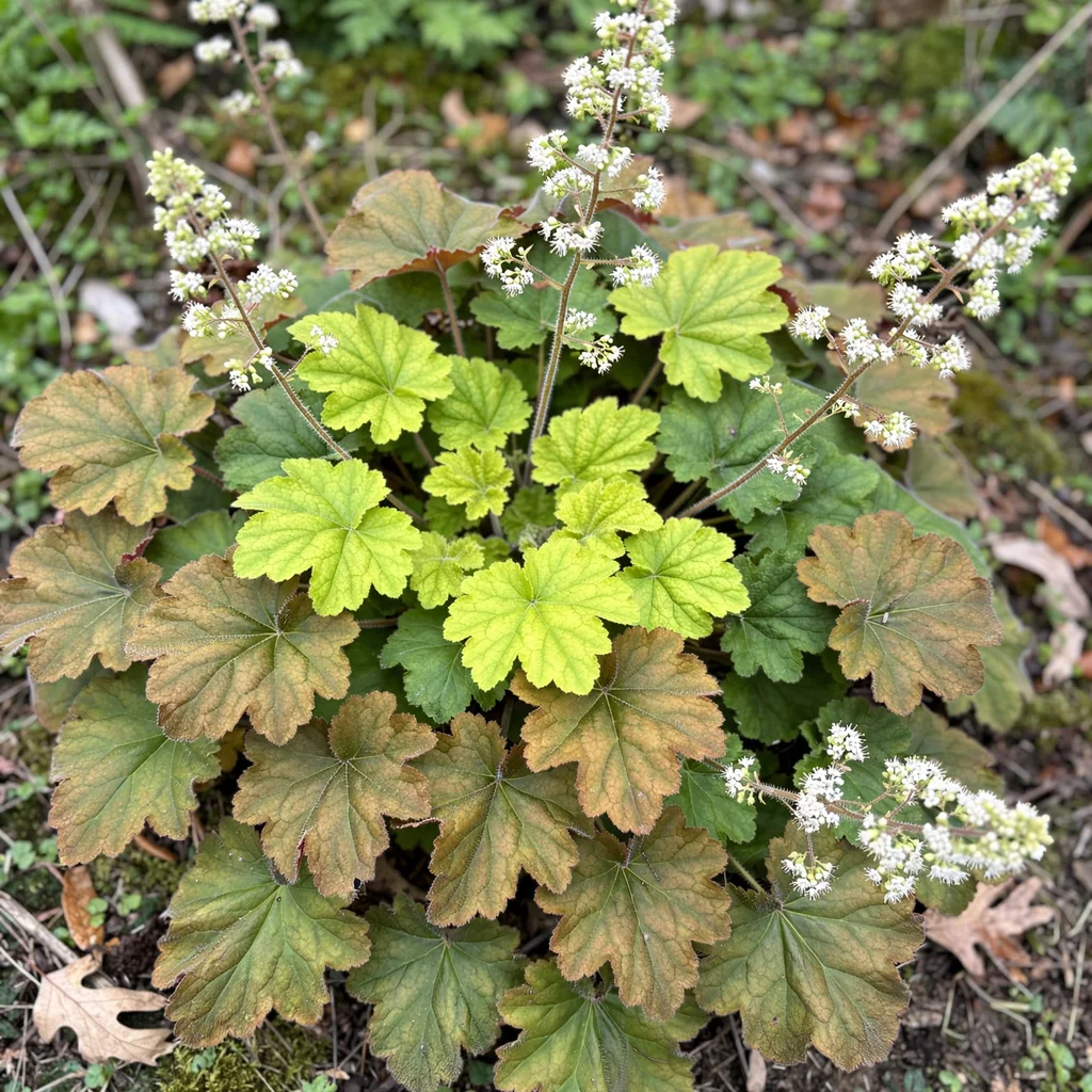 Hairy Alumroot