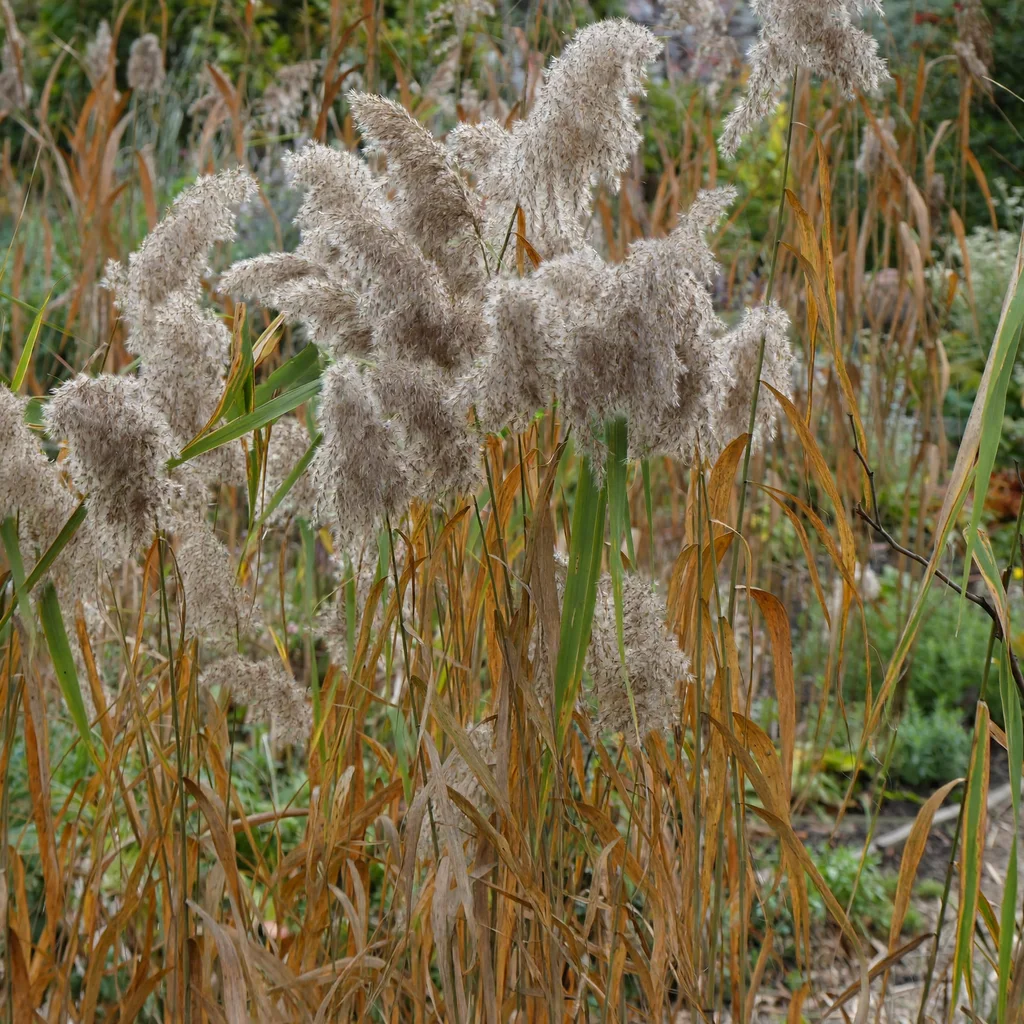 Common Reed