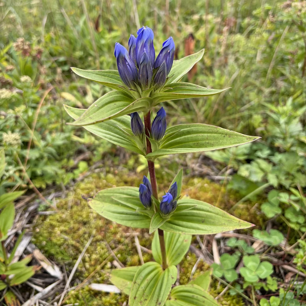 Closed Gentian